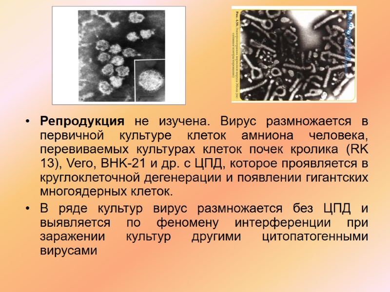 Репродукция не изучена. Вирус размножается в первичной культуре клеток амниона человека, перевиваемых культурах клеток